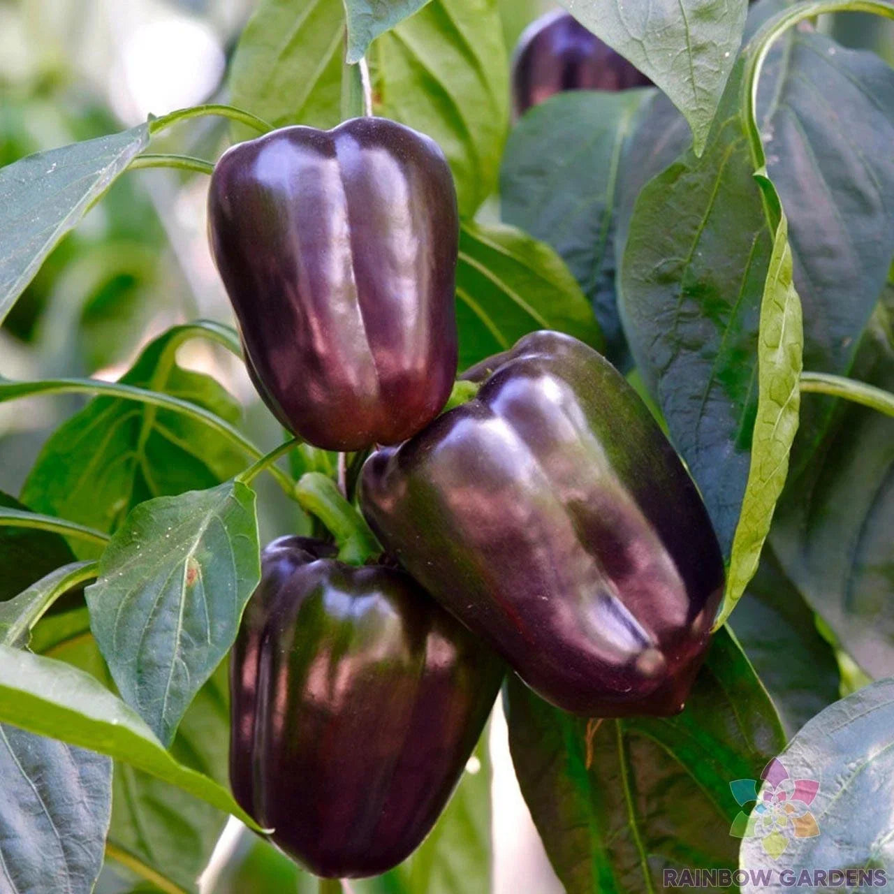 Purple Beauty Sweet Pepper Seeds - 25+ Pack, Capsicum annuum, Edible Purple Peppers, Garden Planting, Non-GMO, USA