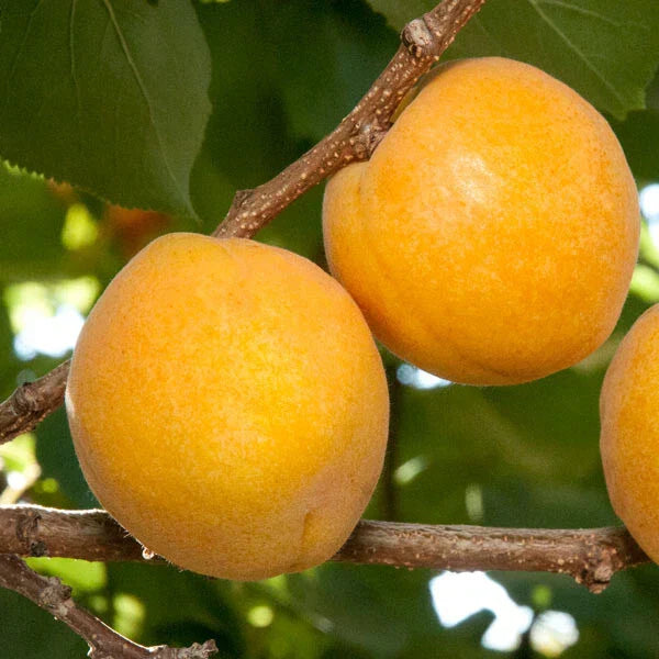 Aprium Scions Cuttings Flavor Delight - Apricot Plum Hybrid Prunus Armeniaca X Prunus Domestica