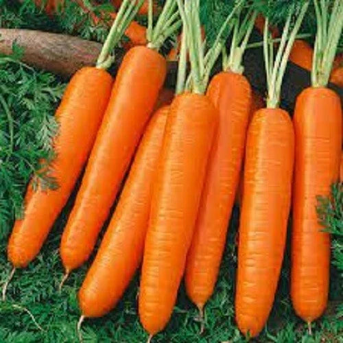 Organic Heirloom Scarlet Nantes Carrot Seeds - Non-GMO, Premium Vegetable Seeds for Home Garden & Container Planting