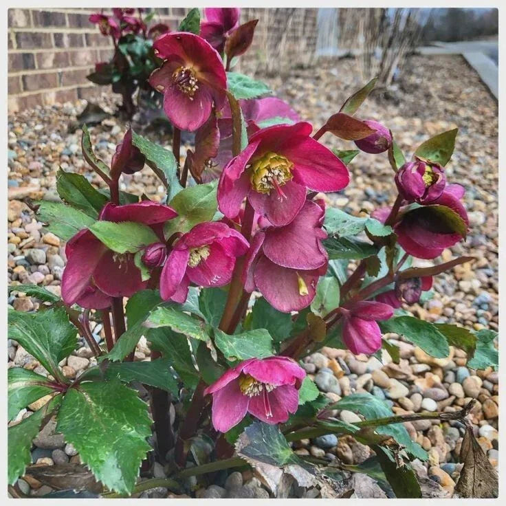 Hellebore Plant 4" Pot Ice Roses Brunello Red Perennial Flowering Helleborus × Gandolfini's