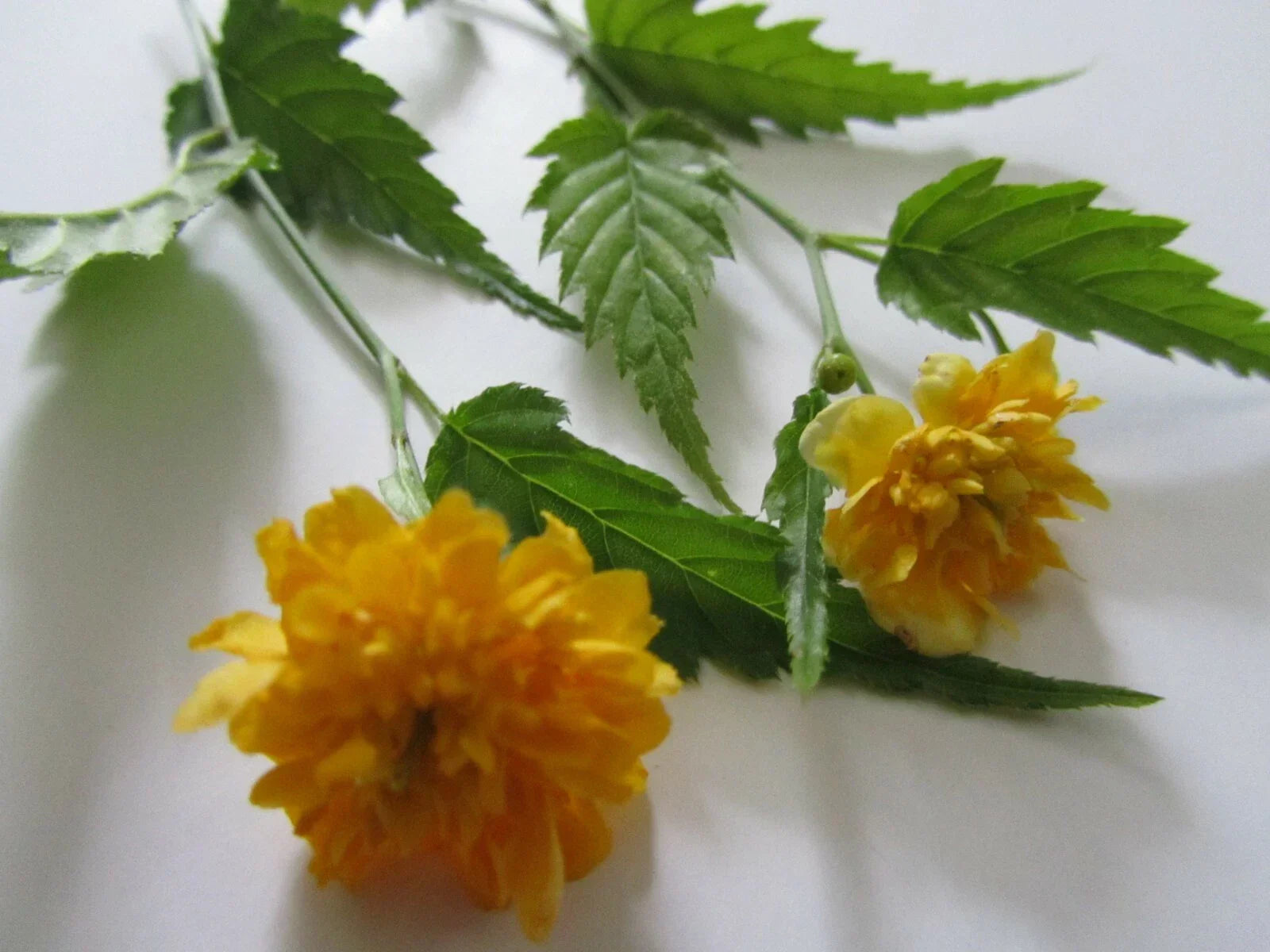 Double Flowering Japanese Rose Cuttings - 7+ Kerria japonica Jew's Mantle Plant Cuttings