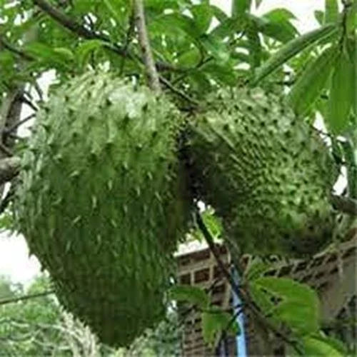 Giant Soursop Fruit Seeds - Annona muricata Tropical Tree Seeds for Garden, 35pcs