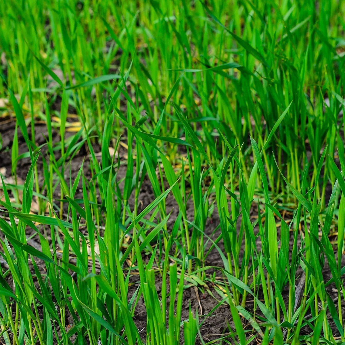 Winter Rye Cover Crop Seeds - 5 lbs, Food Plot for Deer & Wildlife, Secale cereale
