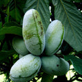 Paw Paw Fruit Tree Seeds - Stratified Asimina Triloba - Hardy Edible Garden Plant for Home Orchard