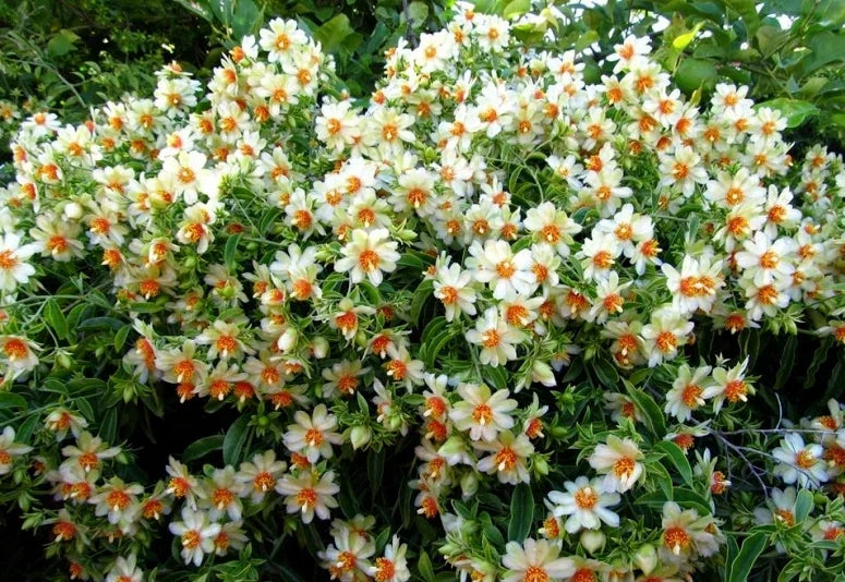 Barbados Gooseberry Rose Cactus Seeds – Pereskia aculeata, Exotic Cacti, 10 Seeds for Planting, Drought-Tolerant, Edible Fruit