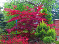 Amur Maple Tree Seeds for Planting, Acer tataricum ginnala, Hardy Deciduous Tree, Fall Foliage, Fast-Growing, Landscape Gardening