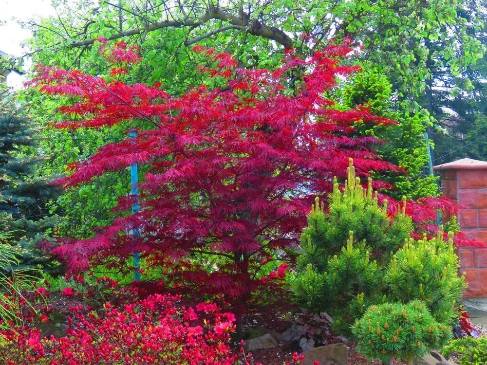 Amur Maple Tree Seeds for Planting, Acer tataricum ginnala, Hardy Deciduous Tree, Fall Foliage, Fast-Growing, Landscape Gardening