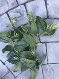 Night Blooming Jasmine Cuttings - 10 Tip Propagation, Fragrant Cestrum nocturnum, Garden or Container Plant