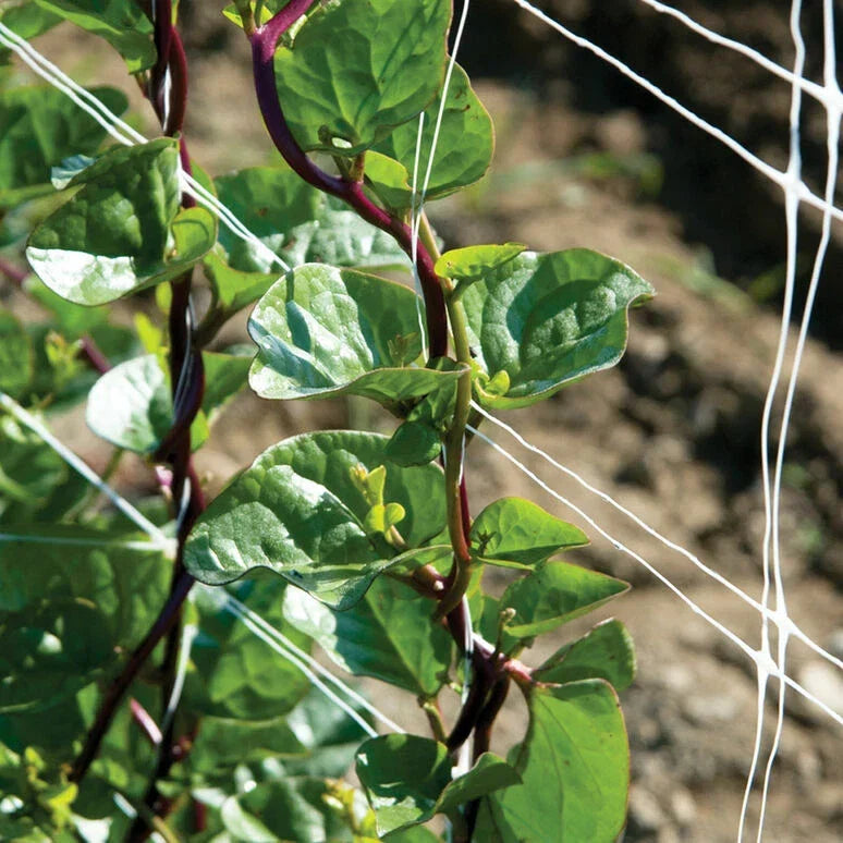 Red Stem Malabar Spinach Seeds - Non-GMO Basella alba "rubra" - 75 Pack for Home Garden, Container Growing, Edible Leafy Vegetable