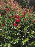 Organic Live Red Autumn Sage Cuttings - Salvia Greggii Perennial Herb for Gardens and Landscaping