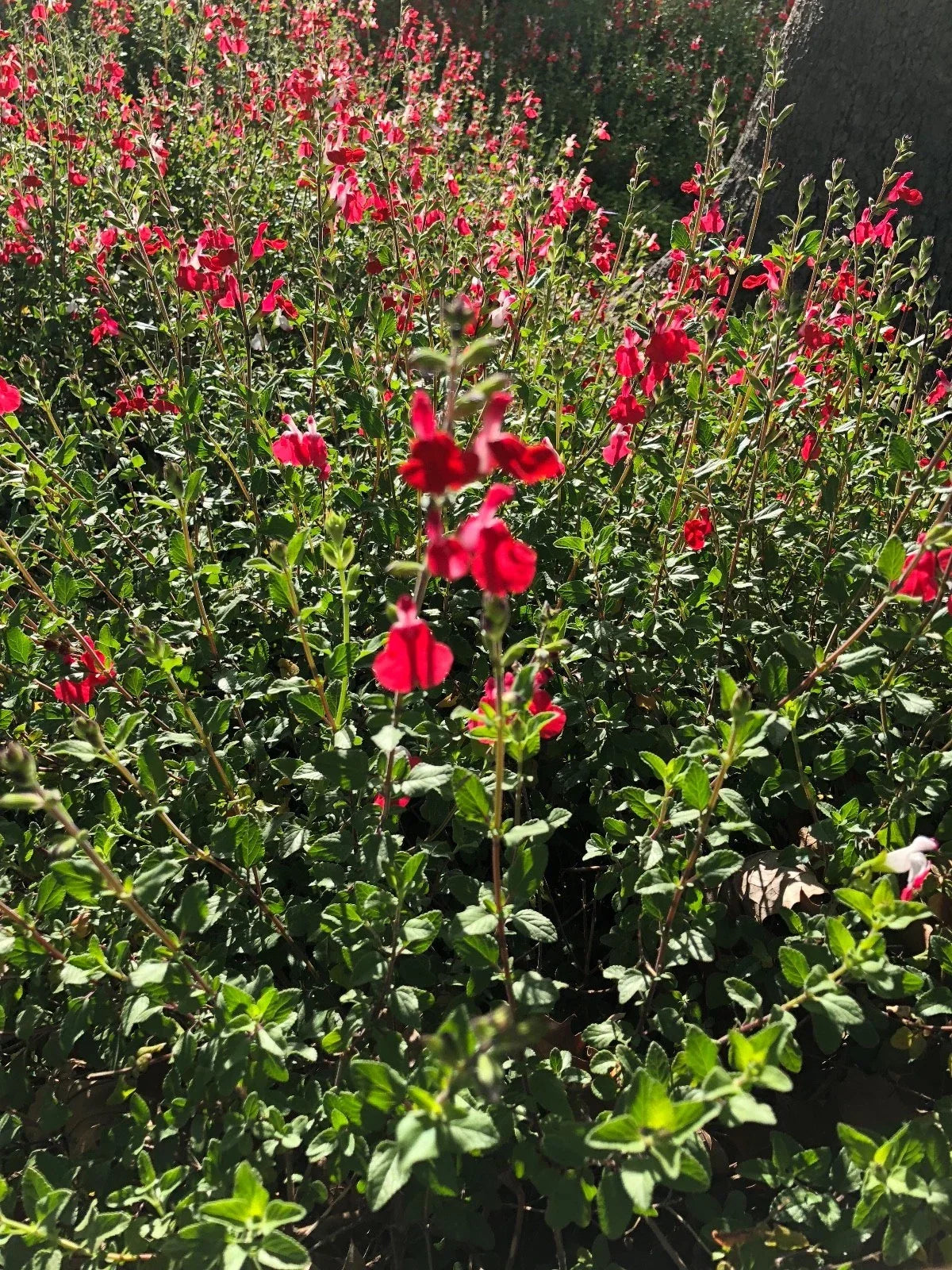 Organic Live Red Autumn Sage Cuttings - Salvia Greggii Perennial Herb for Gardens and Landscaping