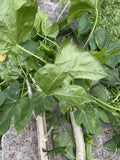 Chaya Tree Spinach Cuttings - 5 Hawaii Varieties - Cnidoscolus aconitifolius