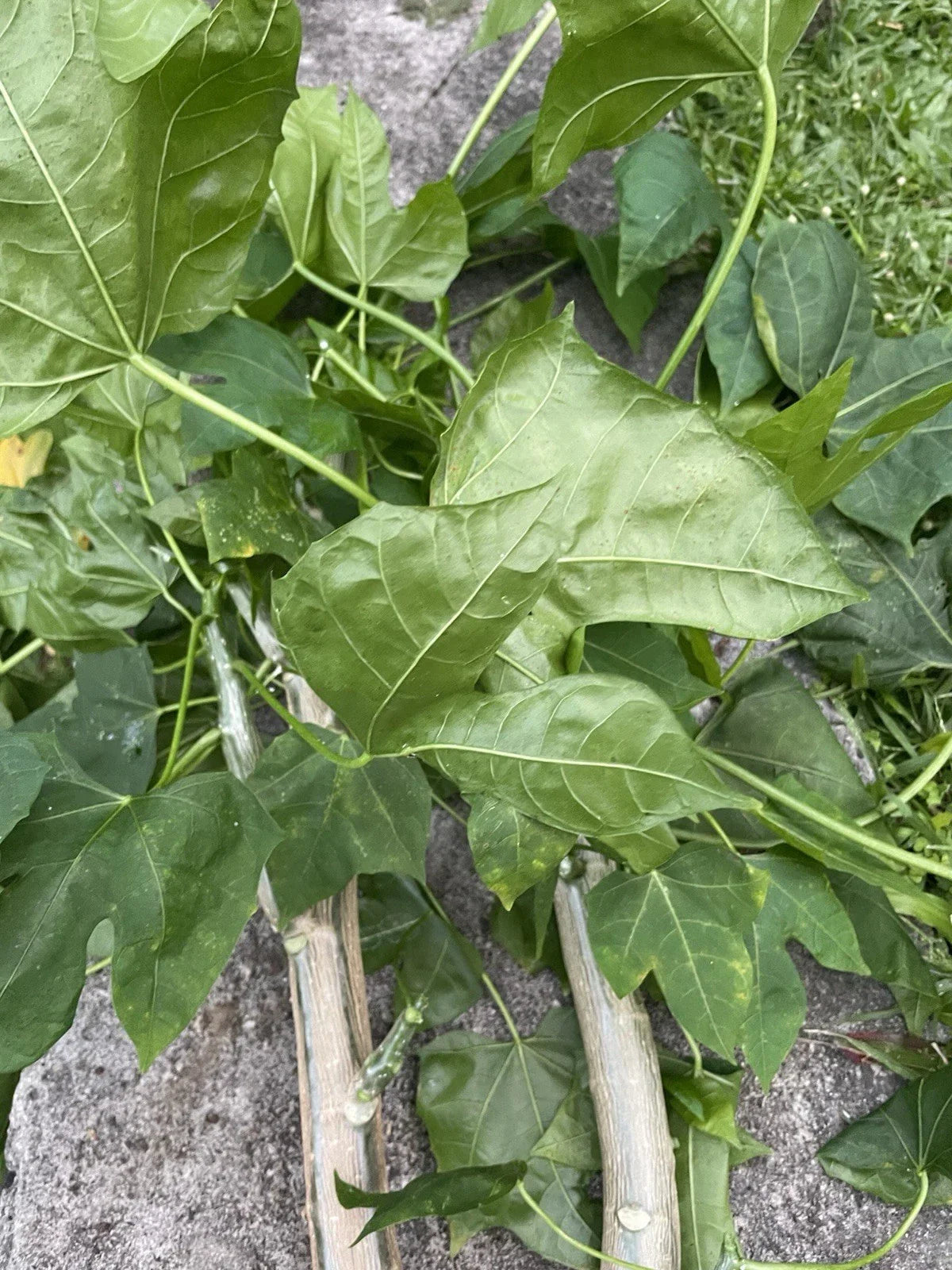 Chaya Tree Spinach Cuttings - 5 Hawaii Varieties - Cnidoscolus aconitifolius