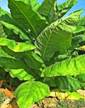 Organic Havanna Gold Tobacco Seeds - Non-GMO, Easy to Grow, Nicotiana tabacum, Home Garden, Free Shipping