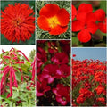 Red Wildflower Seed Mix - 200 Organic Non-GMO Native Seeds for Gardens & Pollinators