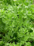Curled Garden Cress Seeds - 5000 Non-GMO Heirloom Lepidium sativum for Salad & Garnish, Fast-Growing, USA Seller
