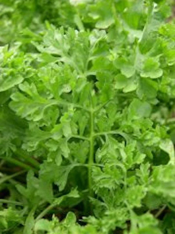 Curled Garden Cress Seeds - 5000 Non-GMO Heirloom Lepidium sativum for Salad & Garnish, Fast-Growing, USA Seller