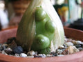 Unusual Albuca Bracteata Succulent - 4" Diameter Rare Indoor Plant - Spiral Leaf Succulent - Drought Tolerant Container Garden
