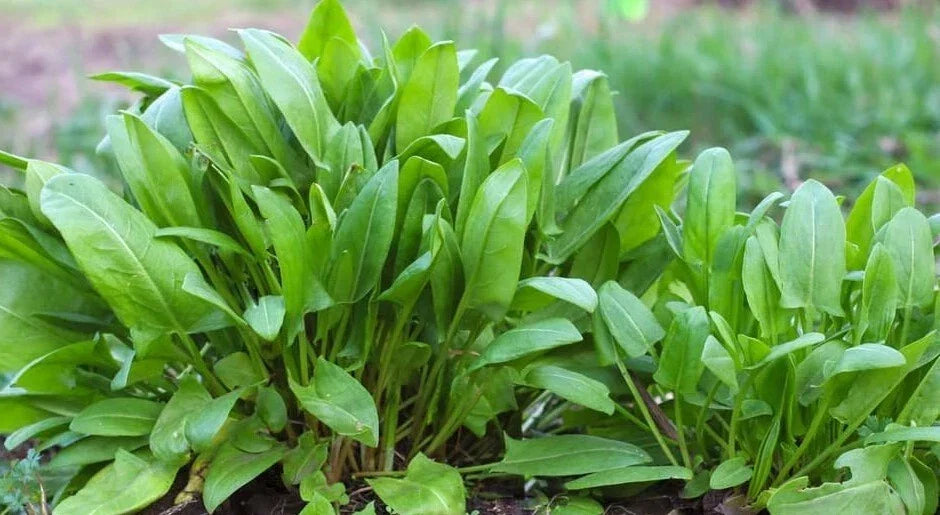 Large Leaf Sorrel Seeds - 500+ Count, Culinary Herb, Hardy Perennial, Rumex acetosa var. rubra, Easy to Grow, USA Grown