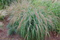 Panicum amarum Seeds – 500 Count Coastal Panic Grass Native Perennial for Erosion Control & Landscaping