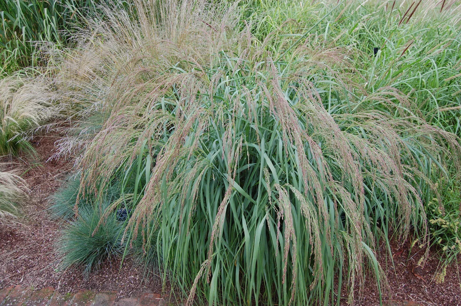 Panicum amarum Seeds – 500 Count Coastal Panic Grass Native Perennial for Erosion Control & Landscaping