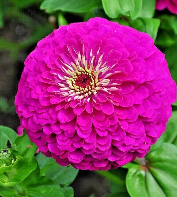 Zinnia Seeds - 300+ Lavender Flowering Annuals for Summer Garden - Easy to Grow Cut Flowers - Zinnia elegans