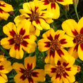 Marigold Seeds - Naughty Marietta French Annual Flower, Tagetes patula, Bright Yellow & Orange, Compact Bushy Growth, 100+ Seeds