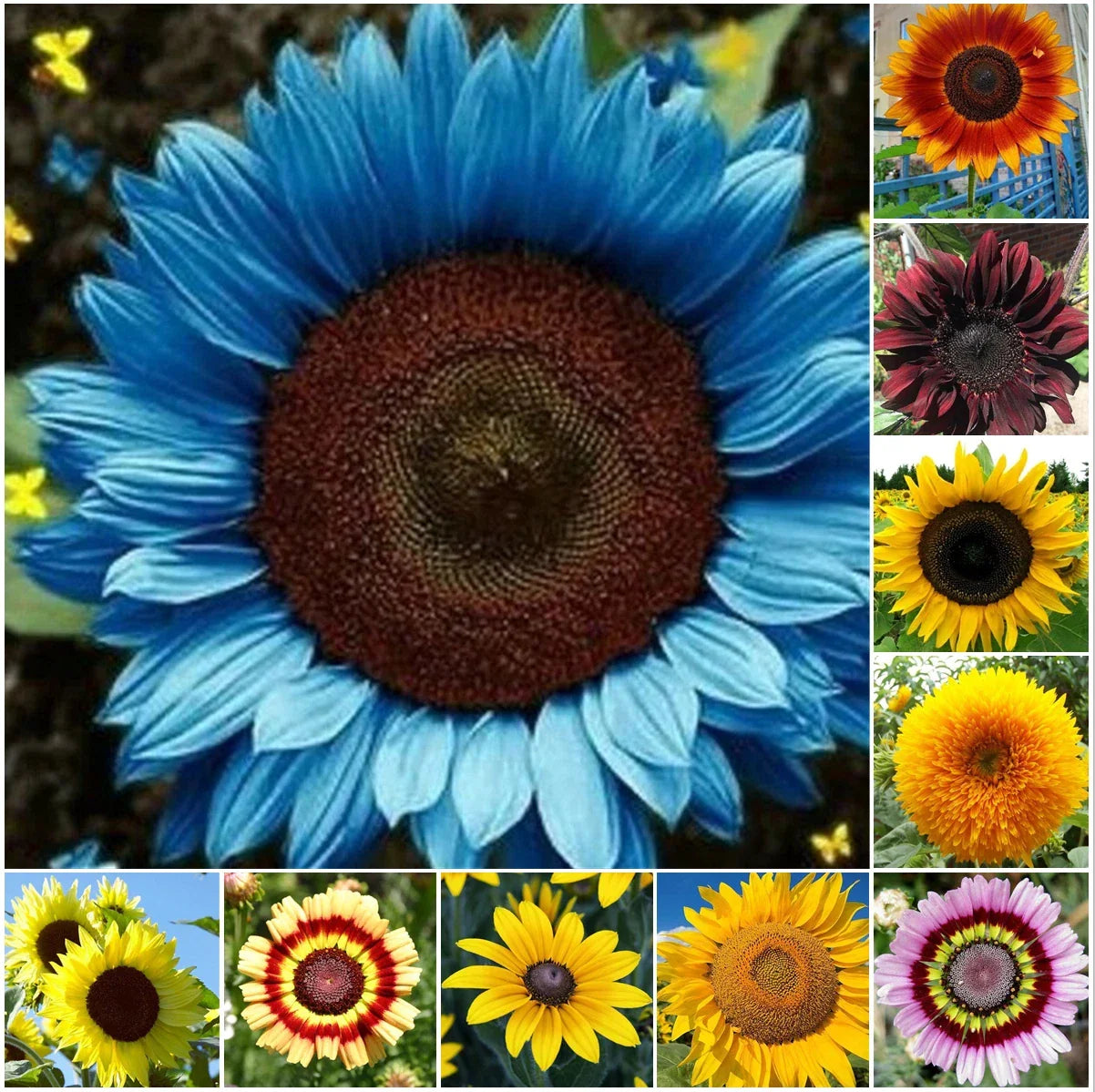 Sunflower Seeds Pack - 50 Mixed Species for Garden, Attract Pollinators, Helianthus annuus, Annual, Full Sun