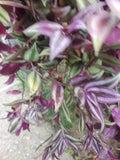 Wandering Jew Tradescantia Zebrina Live Cuttings 12" with Aerial Roots Indoor Plant