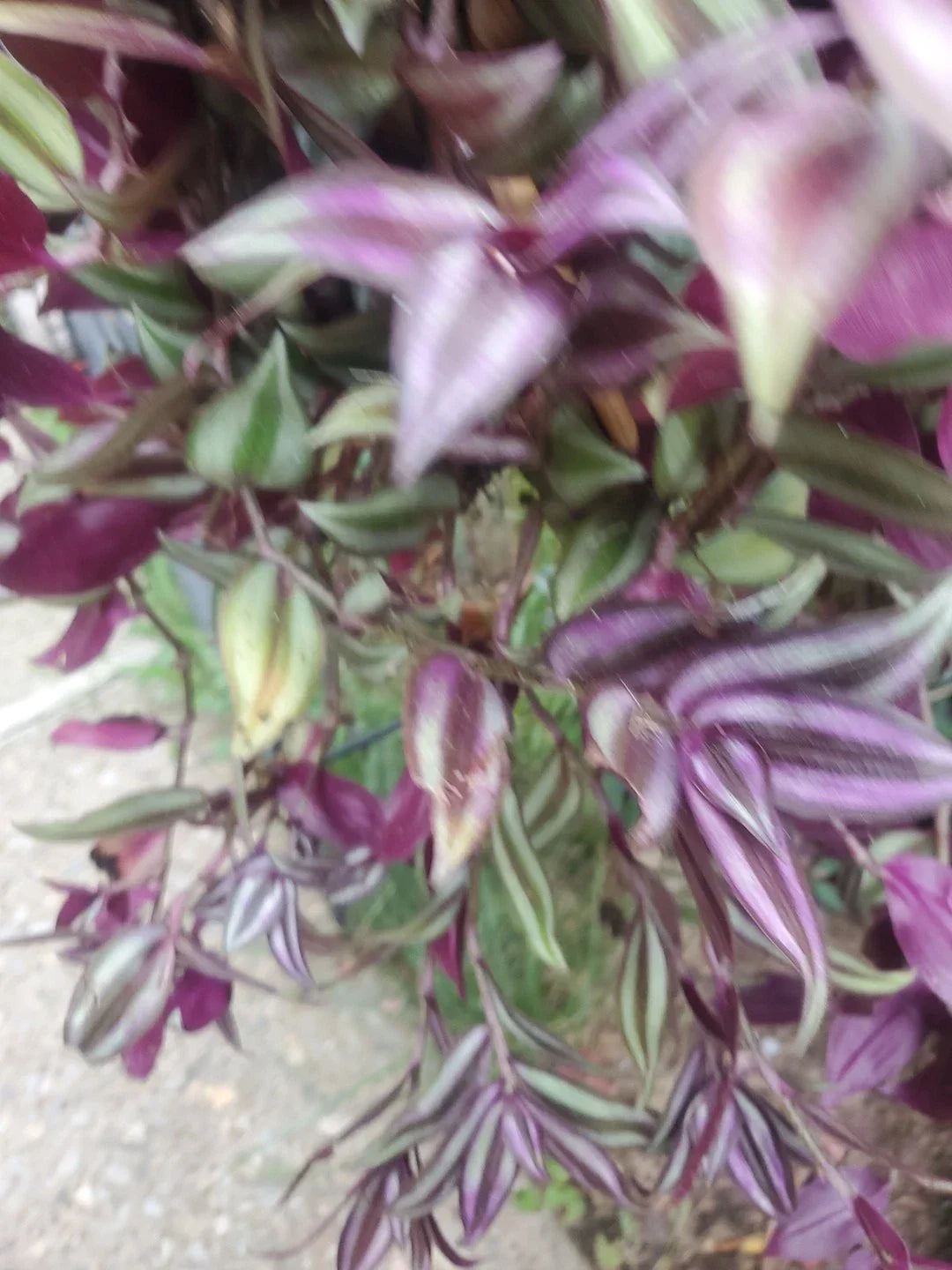 Wandering Jew Tradescantia Zebrina Live Cuttings 12" with Aerial Roots Indoor Plant