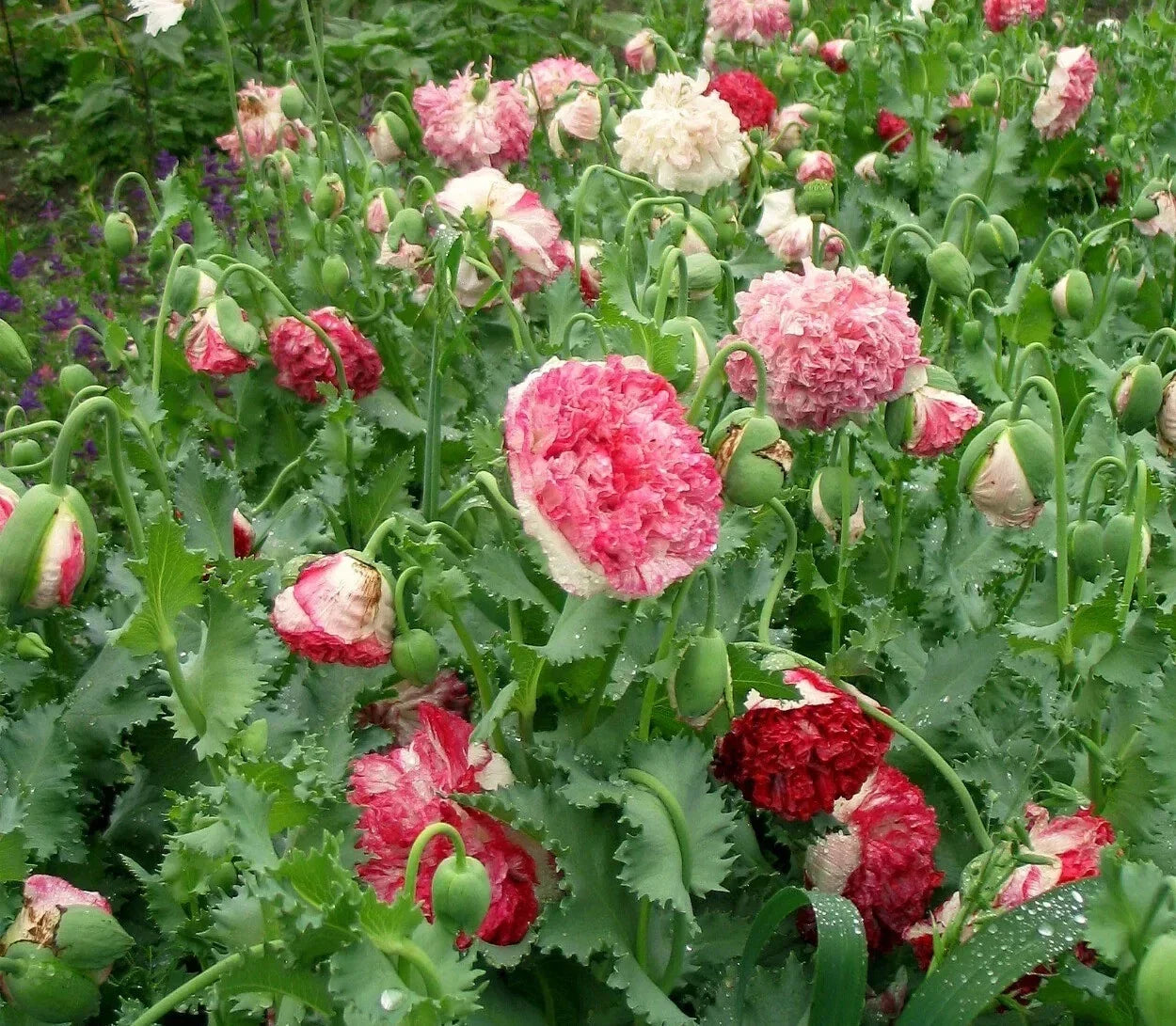 Flemish Antique Poppy Seeds Pack - Papaver somniferum - Vibrant Red, Pink & White Blooms - Garden Planting, 200+ Seeds