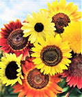 Sunflower Seeds Mix Pack 50pcs - Helianthus spp. - Diverse Varieties for Garden, Pollinators & Cut Flowers