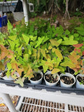 Christia Obcordata Live Starter Plant - Butterfly Wings Swallowtail in 2.5" Pot - Indoor & Outdoor Garden Plant
