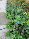 Star Jasmine Plant Bare Root Vine, Fragrant White Flowers, Trachelospermum jasminoides