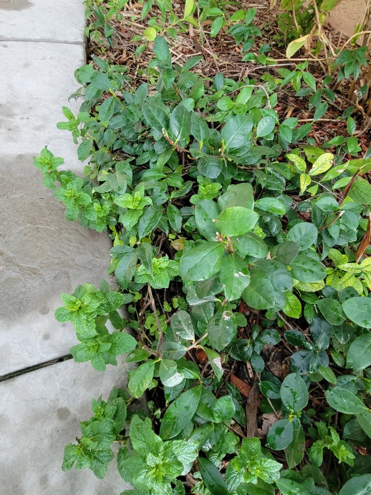 Star Jasmine Plant Bare Root Vine, Fragrant White Flowers, Trachelospermum jasminoides