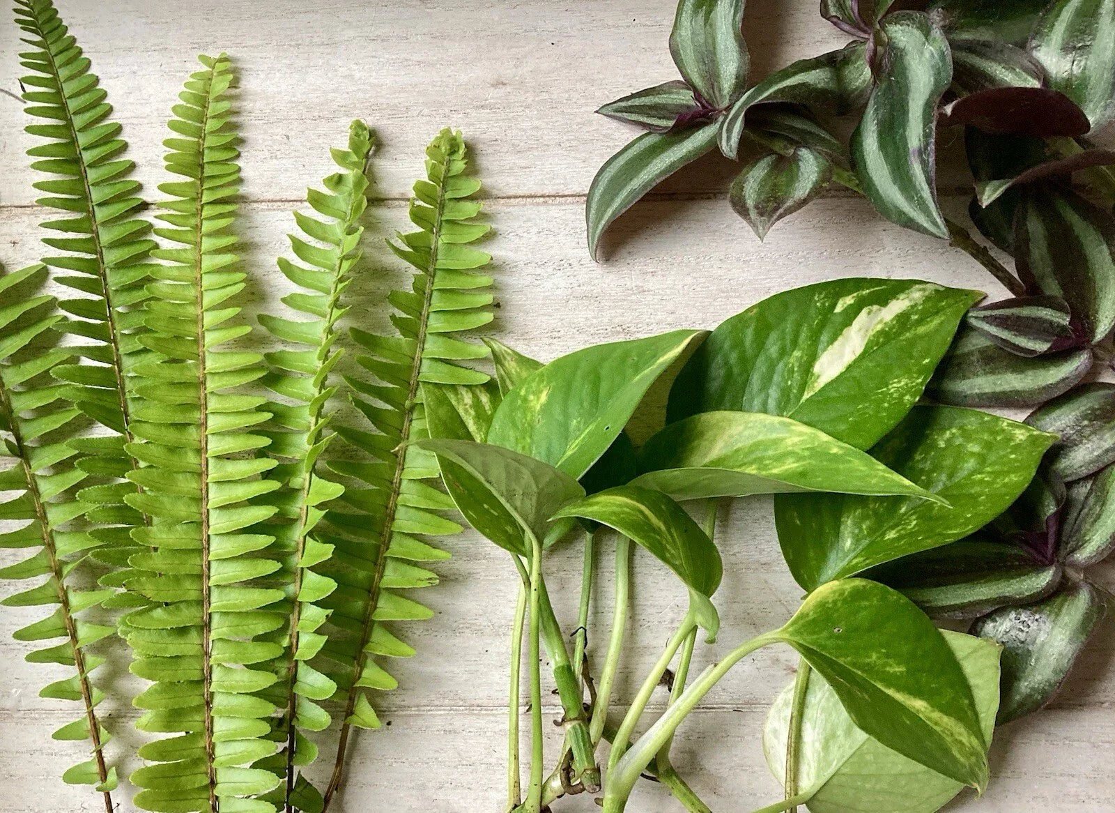 House Plant Variety Pack - 15 Rooted Indoor Plants Assorted Collection - Easy Care, Air Purifying, Low Maintenance