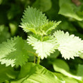 Set of 3 Live Stinging Nettle Bare Roots Urtica dioica Perennial Hardy Nutrient-Rich Plants