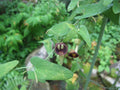 Dutchman's Pipevine Seeds – Aristolochia debilis Climbing Vine for Garden, Landscape, Pollinator Attractant, 20 Seeds
