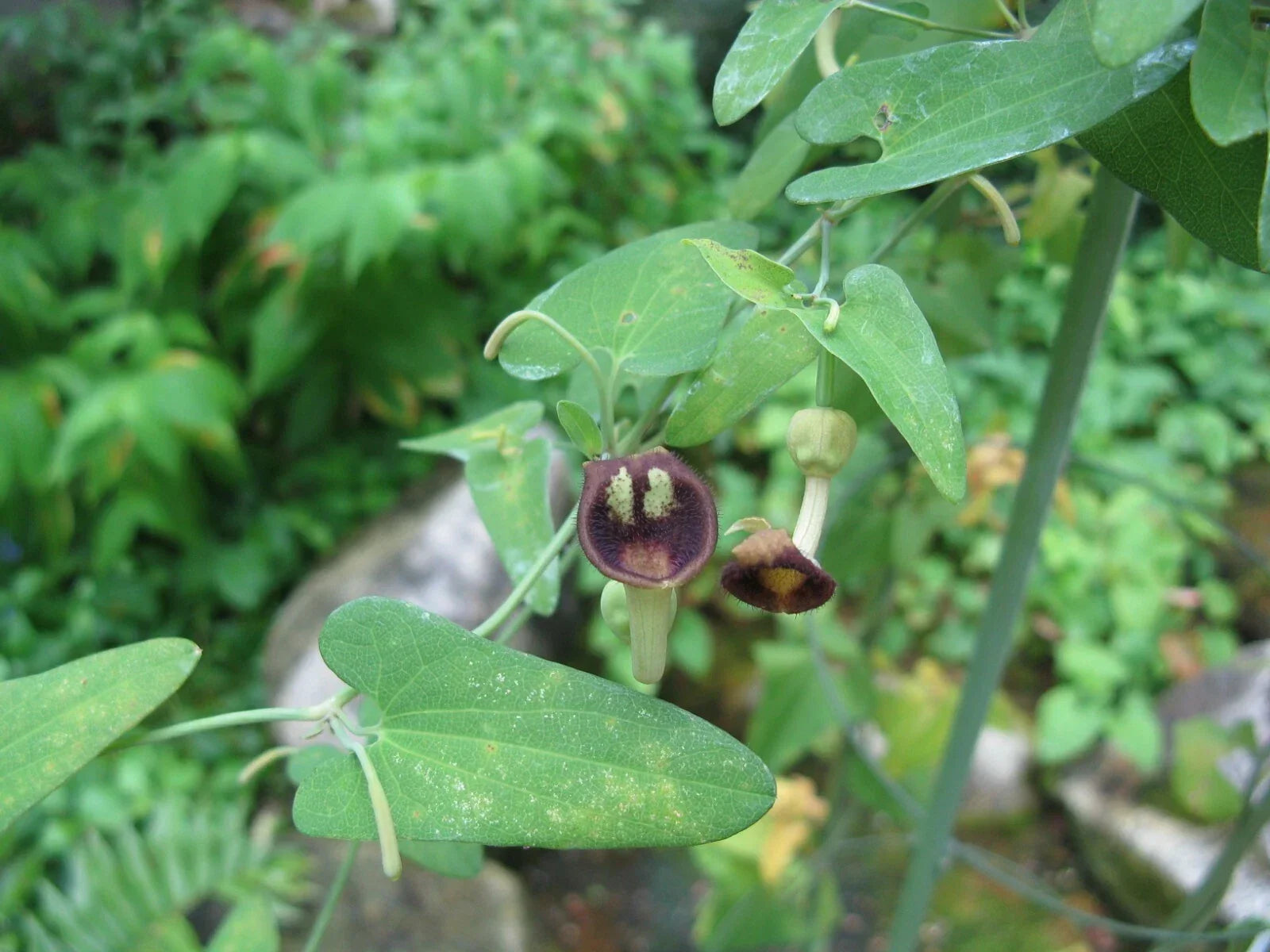 Dutchman's Pipevine Seeds – Aristolochia debilis Climbing Vine for Garden, Landscape, Pollinator Attractant, 20 Seeds