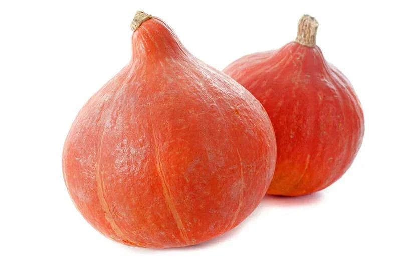 Red Kuri Squash Seeds – Organic Non-GMO Heirloom Cucurbita maxima for Garden Planting, Vining, Full Sun, 25+ Seeds