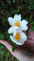 White Heirloom Climbing Rose Bush - Rosa Multiflora Baby Rambler Live Plant, 1 Foot Rooted Starter for Arbors & Fences