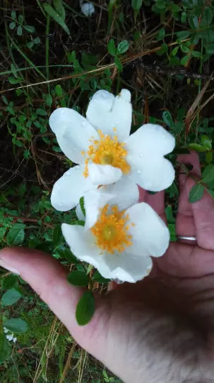 White Heirloom Climbing Rose Bush - Rosa Multiflora Baby Rambler Live Plant, 1 Foot Rooted Starter for Arbors & Fences