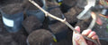 Organic Kyoho Grape Cuttings - 6 Fresh Vitis vinifera 'Kyoho' Fruit Vine for Planting