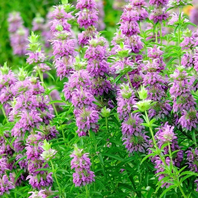 Lemon Mint Seeds Pack - 500+ Organic Mentha × piperita 'Citrata' Herb Seeds for Culinary & Garden