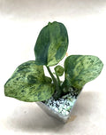 Rooted Scindapsus Jade Satin Marble Cutting - Epipremnum aureum Indoor Houseplant from US Seller