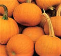 Spookie Pumpkin Seeds, Non-GMO, Halloween Variety, Cucurbita pepo, 15 Packaged Seeds for Carving & Fall Decorations