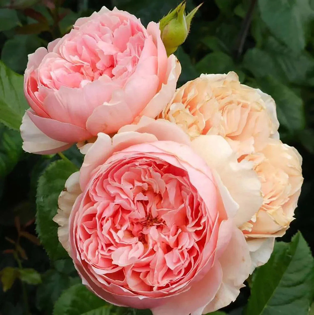 Live Japanese Rose Plant, Own Root, Rose Masora, çœŸå®™, Garden Flower, Outdoor Plant