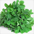 Fenugreek Herb Seeds – 100 Non-GMO Heirloom Trigonella foenum-graecum for Culinary and Herb Gardens
