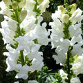 Snowflake Snapdragon Seeds - Heirloom Non-GMO Flower Seeds - Antirrhinum majus - Pack of 1200 Seeds