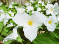 White Trillium Bulbs - 10 Bareroot Plants - Trillium grandiflorum - Zones 4-8